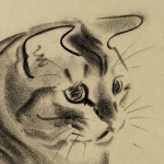 Cat illustration, Charcoal, Clare Turnlay Newberry